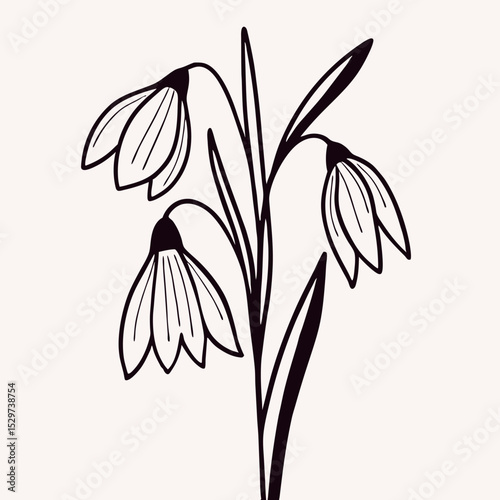 Line Art Drawing of Three Snowdrop Flowers