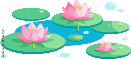 pink water lily