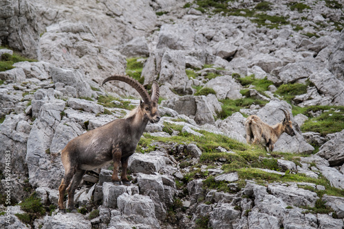 Capra Ibex