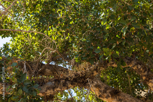Rare old sycamore tree in Ayia napa with fruit on tree branch