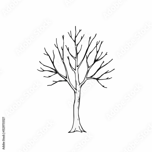 Winter trees in  black and white drawing style.