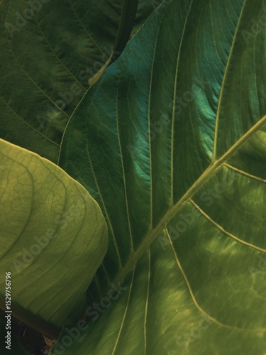 green leaf background