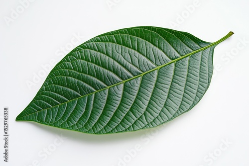 A single, vibrant green leaf with prominent veins, isolated on a white background.