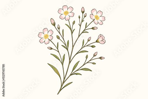 Vintage botanical illustration of a pink spring wildflower. Hand-drawn delicate flower with green leaves and buds on a stem. Elegant floral line art drawing isolated vector.