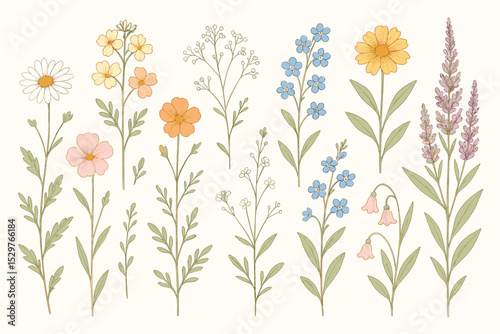 Set of summer wildflowers in a vintage hand-drawn style. Botanical illustration collection of meadow flowers like daisy, forget-me-not, cosmos, and lavender. Delicate floral design elements.