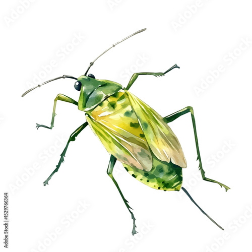 Aphid, watercolor drawing vector, isolated on a white background.