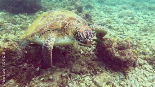 Sea turtle swimming gracefully over coral reef in clear blue water showcasing marine life and underwater ecosystem beauty concept
