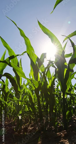 a monocultural field with green unripe corn during flowering and pollination, an agricultural field where corn crops are grown with flowers against a clear blue sky
