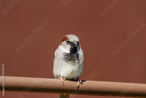 Beautiful little house sparrow, Passer domesticus, single male bird. Once very common house sparrow is currently an endangered bird in Finland. Empty space for text.
