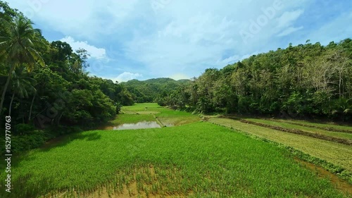 Lush green rice paddies and hills in Bohol island Philippines