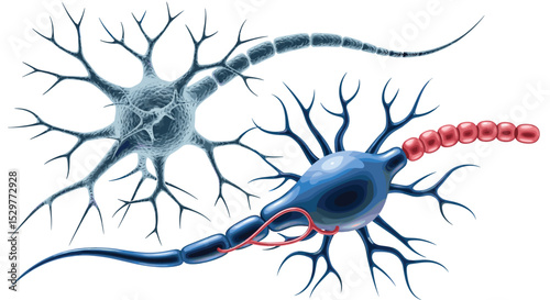 Understanding Neurons and Their Complex Functions in Brain Signaling and Information Processing Network