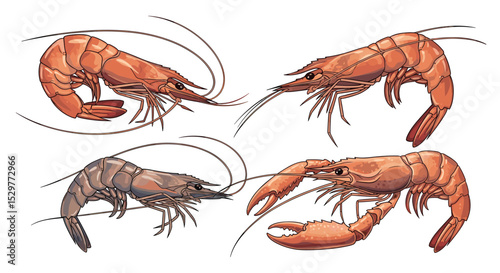 A Diverse Collection of Shrimp and Other Aquatic Creatures Illustration Style Image