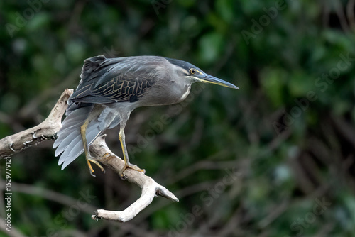 The egret looks for its prey from the top of the mangrove branches