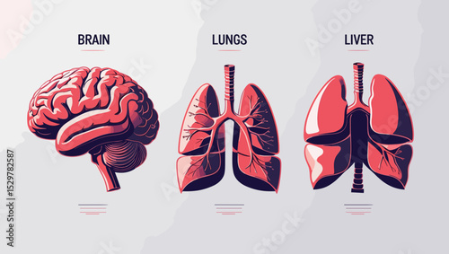 Anatomical illustrations of the brain, lungs, and liver in a vibrant graphic style on a light background with copy space