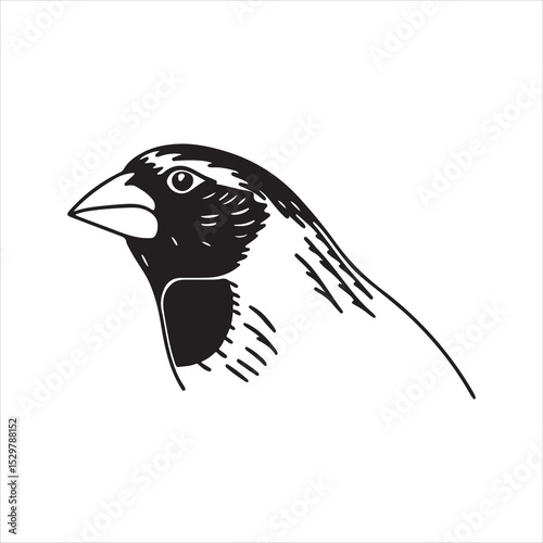 Rose-breasted Grosbeak Bird – Striking Red-chested Songbird in American Forests photo