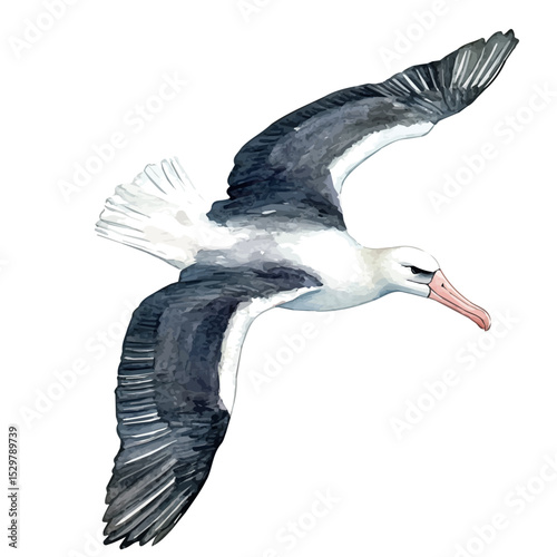 watercolor vector of Albatross, high quality, isolated on a white background.