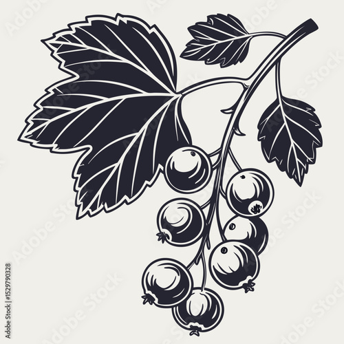 Black and white illustration of currants on branch with leaves
