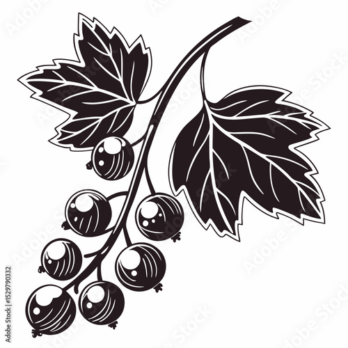 Black and white illustration of blackcurrants on the branch