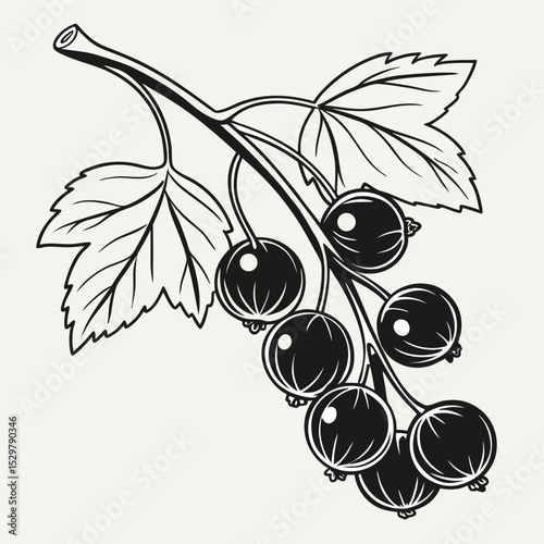Blackcurrant branch vintage illustration botanical drawing