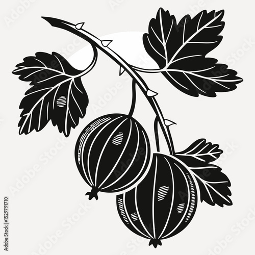 Gooseberries on branch black and white illustration