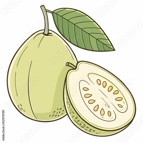 Fresh guava fruit with leaf whole and sliced illustration