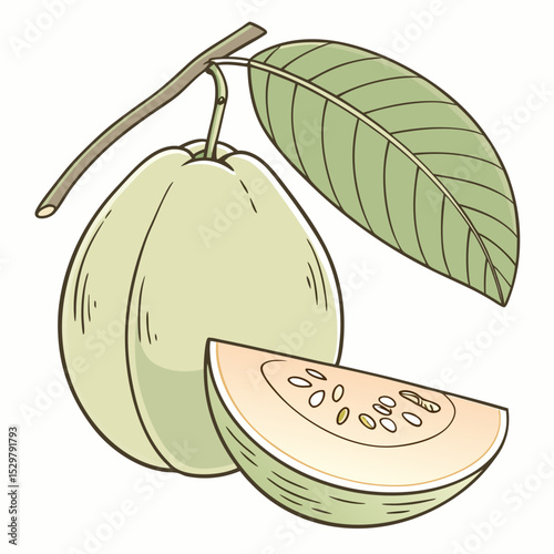 Fresh guava fruit with leaf and slice illustration