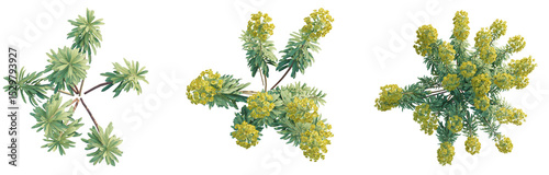 Euphorbia characias subsp Wulfenii Tree plan top view 4k png cutout transparent background isolate photo