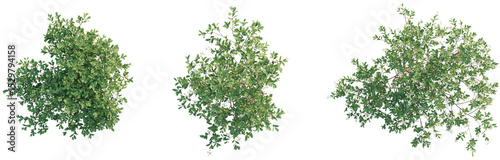 Foto Arbutus unedo Tree plan top view 4k png cutout transparent background