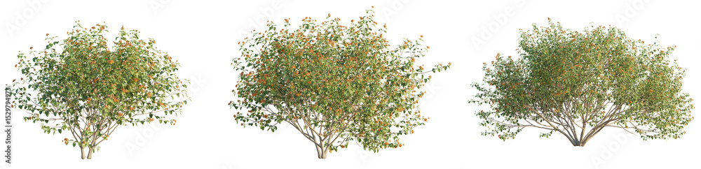 Fototapeta premium Lantana camara Tree 4k png cutout transparent background