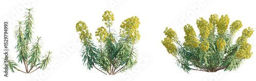 Euphorbia characias subsp Wulfenii Tree 4k png cutout transparent background photo