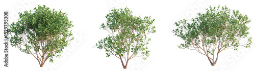Arbutus unedo Tree 4k png cutout transparent background isolate