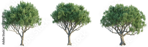 Tableau sur toile Ceratonia siliqua Tree 4k png cutout transparent background