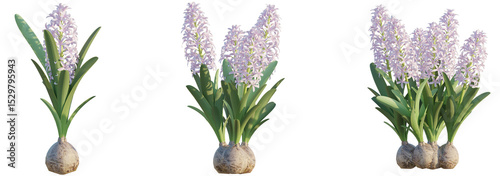 Valokuva Hyacinthus orientalis Tree 4k png cutout transparent background isolate