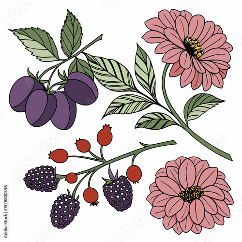 Floral illustration featuring plums blackberries rosehips and dahlias