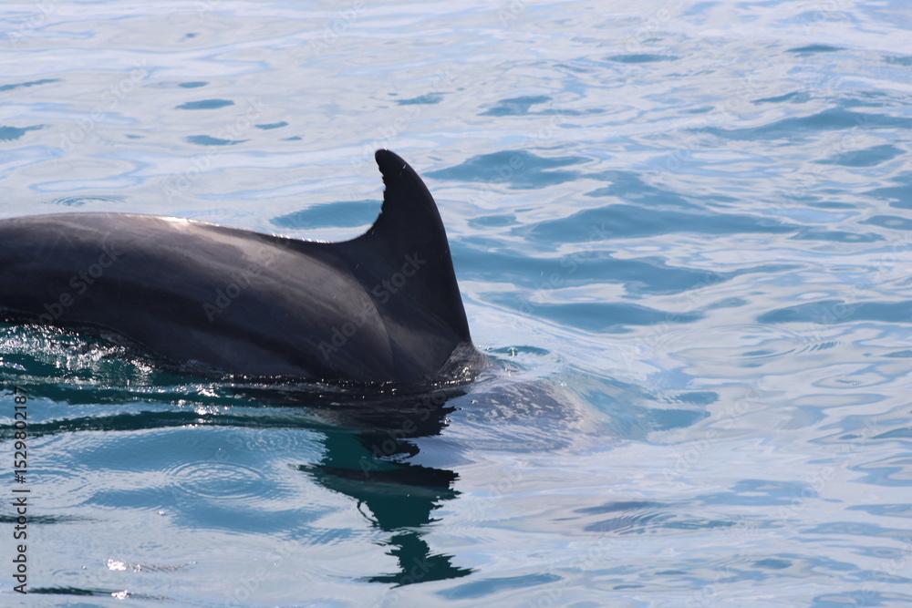 Obraz premium dolphin in the water