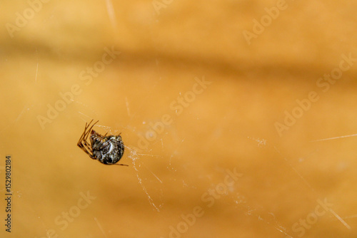 spider on web