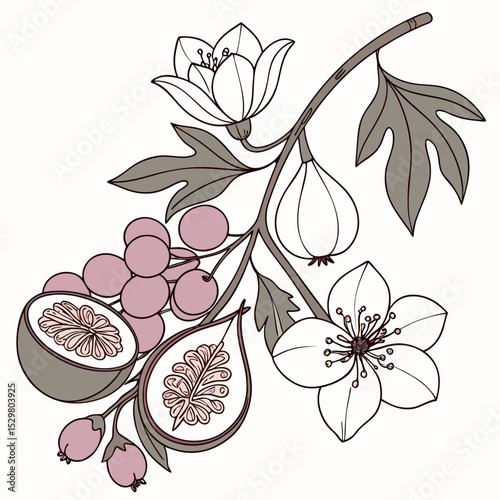 Elegant floral branch with figs berries and flowers botanical illustration