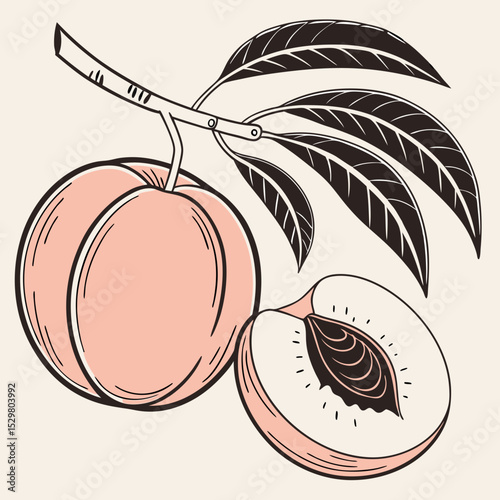 Fresh peach fruit with leaves branch illustration