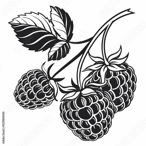 Black and white illustration of raspberries on the branch