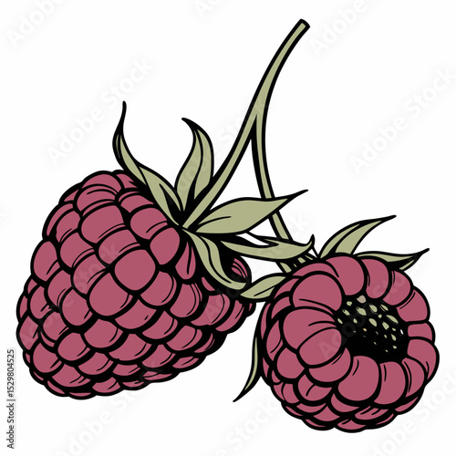 Two ripe raspberries on a branch illustration