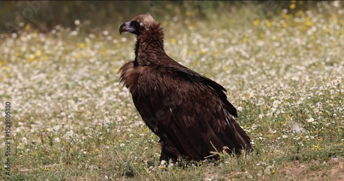 Cinereous vulture (Aegypius monachus) standing on spring vegetation
