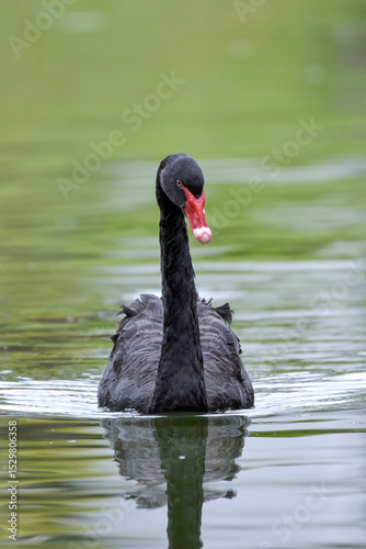 A black swan swimming in the pond