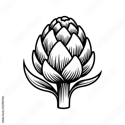 Engraved artichoke illustration black and white