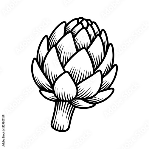 Artichoke illustration black and white line art