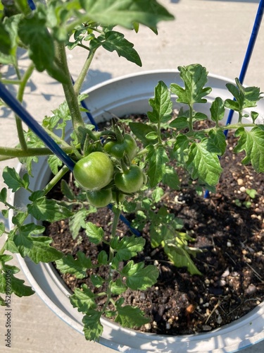 tomato plant in a pot