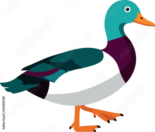 Mallard duck vector illustration with teal head and orange beak walking natural design 