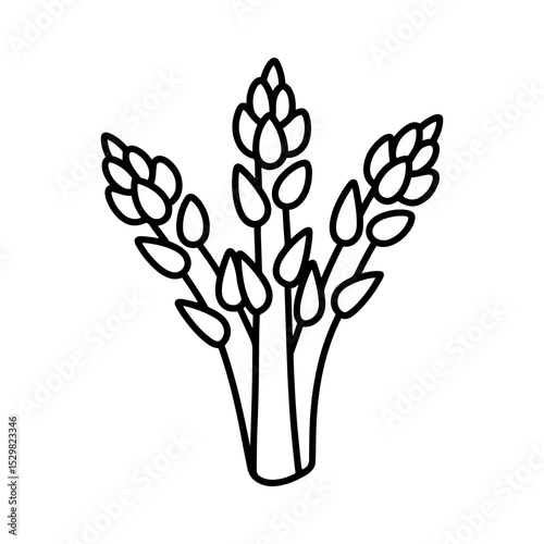 Line art illustration of asparagus bunch