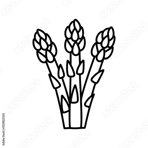 Three asparagus spears line art illustration
