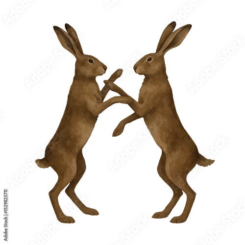 Vector watercolor illustration of two brown hares standing on hind legs and playfully boxing or dancing against a white background. Hand-painted realistic animal art, perfect for textile design