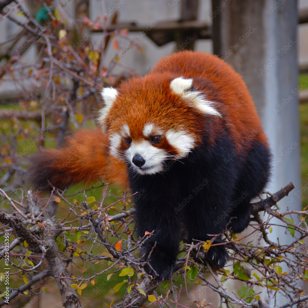 Obraz premium red panda in tree